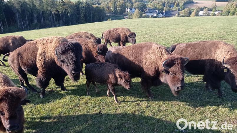 Eine Mischung aus „Safari und Wildem Westen“ erwartet die Teilnehmenden jeden Mittwoch beim Wilden Bison-Mittwoch. Bild: Landratsamt Wunsiedel/exb