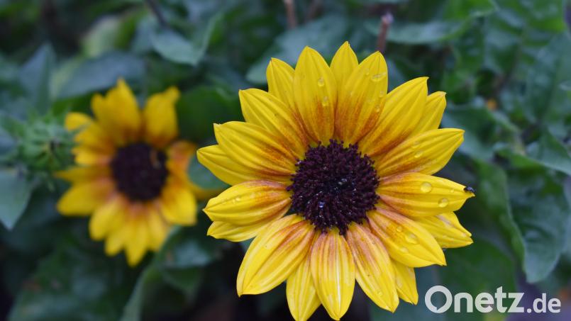 Nach reichlich Sonne gedeihen auch die Sonnenblumen. Bild: rgr