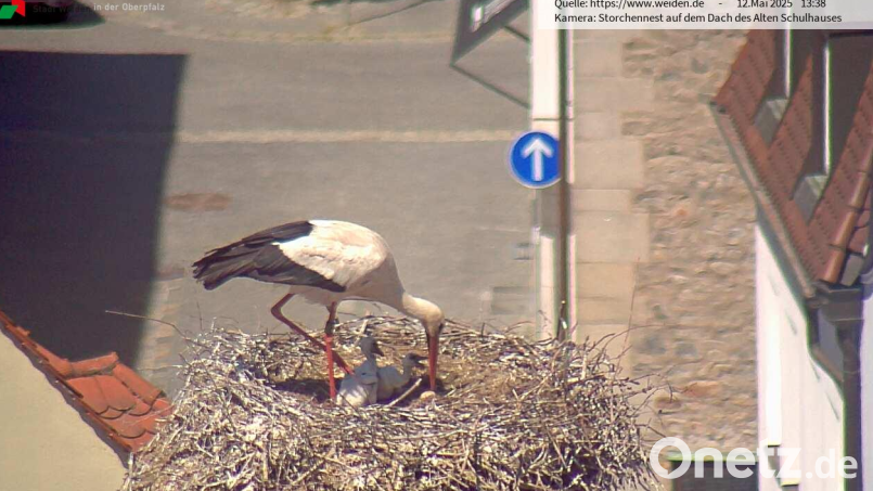 Zwei von drei Jungtieren hat das Storchenpaar in diesem Jahr auf dem Dach des alten Schulhauses durchgebracht. Die Weidener werden die Tiere wohl weiterhin hauptsächlich über die Webcam der Stadt beobachten, denn vom Boden aus sind die Tiere im Horst nur bedingt zu sehen. Bild: Storchen-Webcam Stadt Weiden, 12. Mai 2025