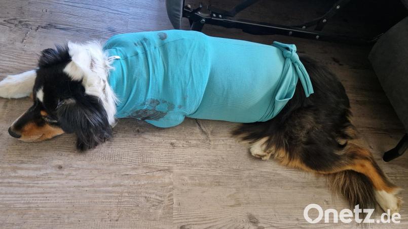 Der Australian Shepherd &quot;Yuma&quot; hat die Not-OP überstanden. Als Leckschutz bekommt er einen Body. Bild: Sandra Vogl/exb