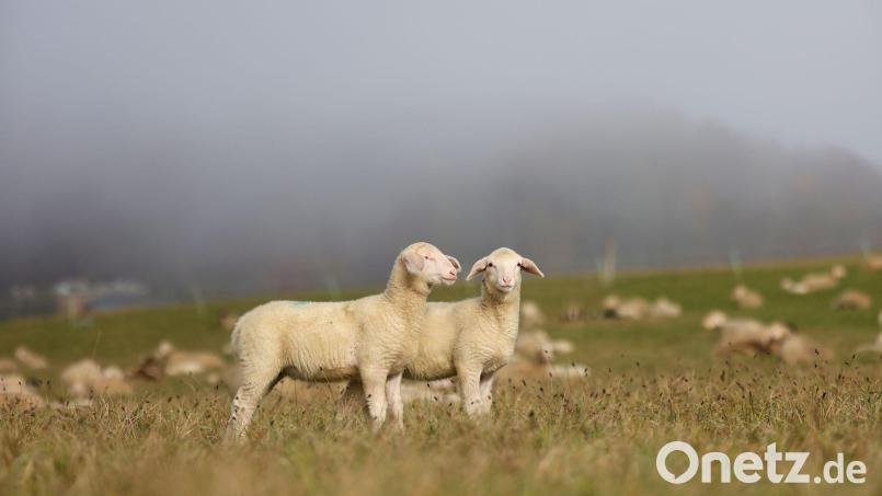 Mehrfach wurden die Schafe mit schlechtem Brot gefüttert. Symbolbild: Thomas Warnack/dpa