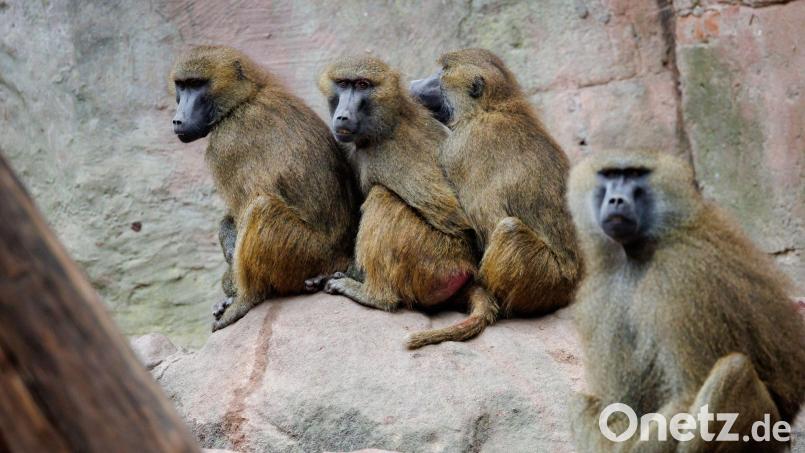 Einige der Guinea-Paviane im Nürnberger Zoo sollen aus Platzgründen getötet werden. (Archivbild) Bild: Daniel Karmann/dpa