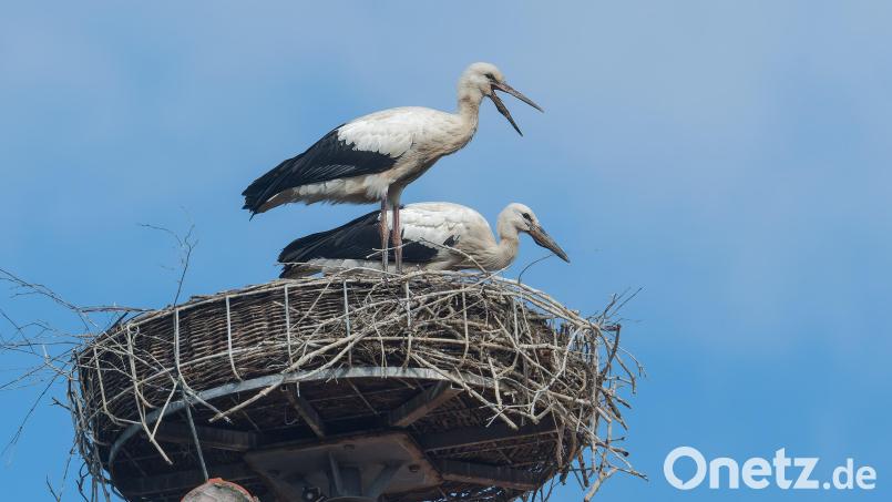 Zwei Jungstörche sitzen im Horst auf dem Dach des Finanzamts Waldsassen. Deutlich sind die noch schwarzen Schnäbel zu erkennen , die sie von den Alttieren unterscheiden. Bild: Roland Bönisch