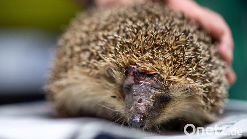 Ein Igel mit einer Kopfverletzung - das wollen die Grünen in Zukunft verhindern. Bild: Marius Becker/dpa