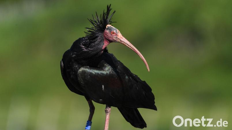 Ein Waldrapp wurde in Österreich von einem Golfball tödlich getroffen Bild: Felix Kästle/dpa
