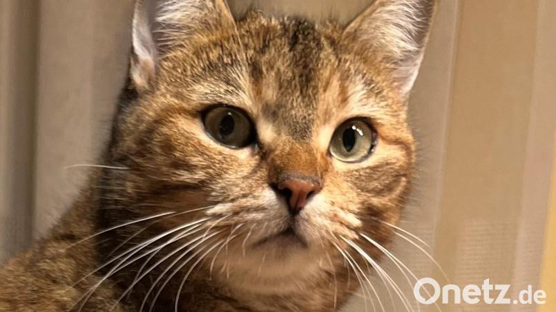 Katzen gehen häufig ihre eigenen Wege. In Kohlberg sind allerdings elf Tiere nicht zu ihren Besitzern zurückgekehrt und bleiben bislang spurlos verschwunden. Darunter auch Katze Ebbi - einer der vermissten Samtpföter. Bild: Monika Hager