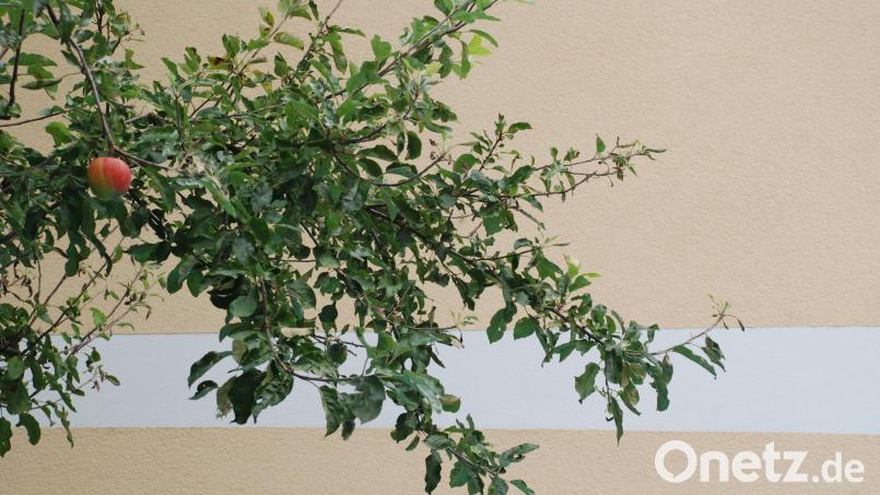 In Weiden wurde ein Apfelbaum aus einer Hofeinfahrt gestohlen. Symbolbild: cvl