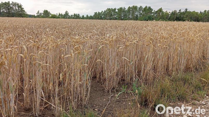 Ein Weizenfeld von Landwirt Michael Schießl aus dem Landkreis Amberg-Sulzbach. Bei ihm fand das diesjährige Erntegespräch des Bayerischen Bauernverbandes statt. Die Bilanz zum Weizen: Der Ertrag werde wahrscheinlich unter dem fehlenden Regen leiden. Bild: Kathrin Halbhuber