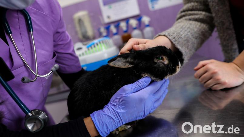 Ein schwarzes Zwergkaninchen wurde aus einem Garten in Amberg gestohlen. Wer hat etwas beobachtet? Symbolbild: Jesús Hellín/dpa