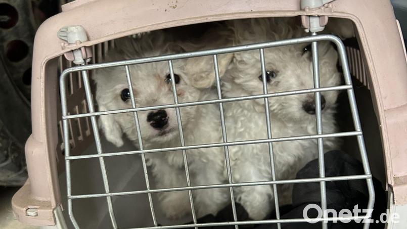 Die Tiere steckten in viel zu kleinen Boxen. Bild: -/Hauptzollamt Augsburg/dpa