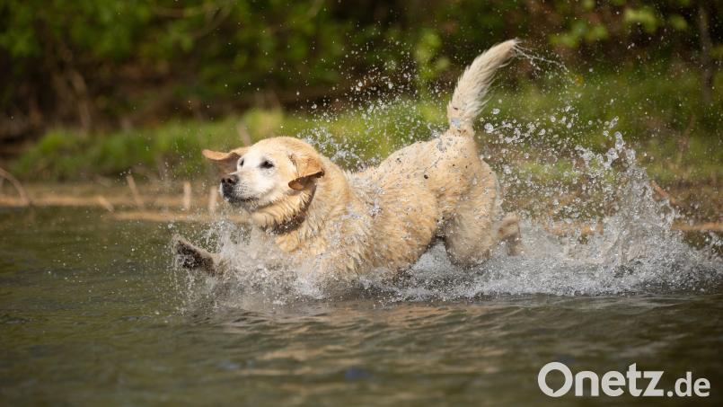 Viele Hunde genießen im Sommer ein Bad im See. Symbolbild: Nadine Haase – stock.adobe.com