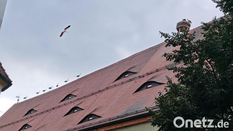 Eine Gruppe von Jungstörchen besucht am Dienstagabend den Weidener Horst am Alten Schulhaus. Bild: Daniel Vranjes
