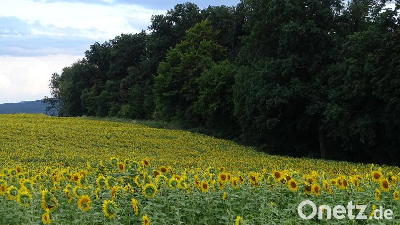 Die Fläche des künftigen Ruhewalds auf einer Anhöhe nördlich von Wolfring. Gesäumt wird sie gegenwärtig von einem in voller Pracht erblühten Sonnenblumenfeld. Bild: Houschka