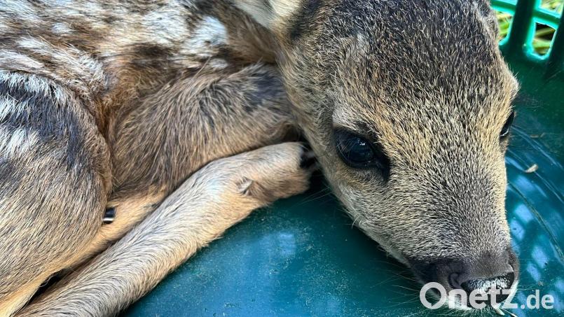 Im hohen Gras sind die kleinen Bambis leicht zu übersehen. Selbst wer unmittelbar vor einem Rehkitz steht, muss per Hand unter die Grashalme schauen, um es zu entdecken. Finden die Tierretter ein Kitz, betten sie es mit Handschuhen und Grasbüscheln in einen Wäschekorb und bringen es an eine sichere und schattige Stelle. Bild: Rehkitzrettung NEW-WEN-Claudia Prößl/exb