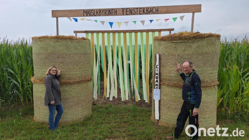 Der Eingang zum Maislabyrinth von Manuela und Thomas Pronath ist leicht zu finden, mit dem Ausgang ist es schon etwas kniffliger. Bild: bl