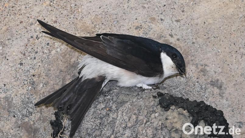 Eine Mehlschwalbe baut ein Nest an der Decke eines Hauses. Das Entfernen solcher Nester ist illegal. Symbolbild: Patrick Pleul, dpa