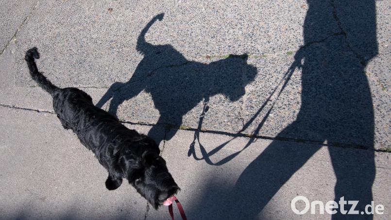 Nach dem Vorfall in Kallmünz im Landkreis Regensburg sucht die Polizei nach dem unbekannten Hundebesitzer. Symbolbild: Ralf Hirschberger/dpa