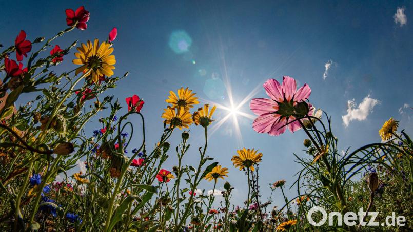 Sonne pur: So soll es ab Mittwoch werden. (Symbolbild) Bild: Frank Rumpenhorst/dpa