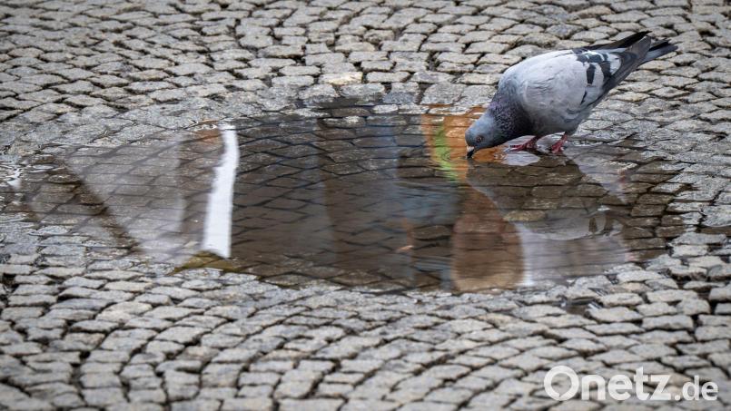 In Pettendorf (Landkreis Regensburg) wurde eine tote Taube gefunden. Bild: Peter Kneffel/dpa