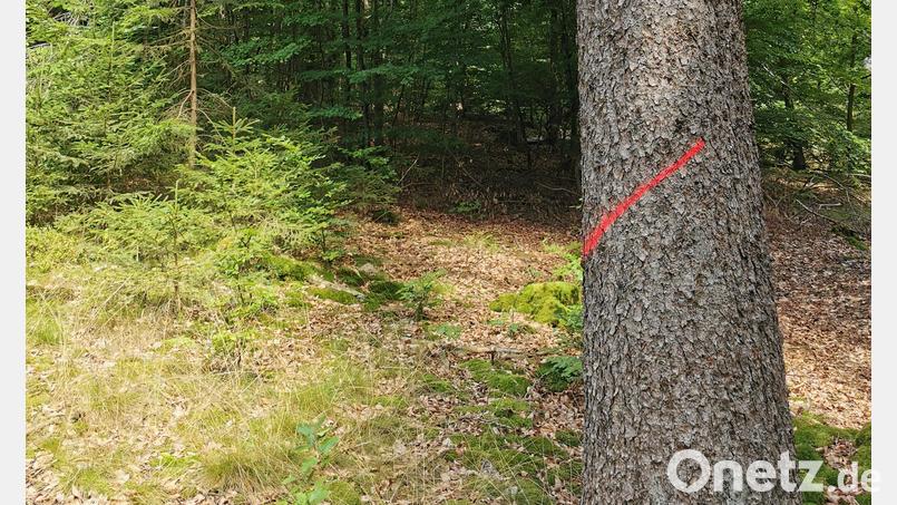Wegen Holzerntemaßnahmen der Bayerischen Staatsforsten kommt es ab August zu Sperrungen am Johannisberg. Bild: Joshua Gerstenmeier/Bayerische Staatsforsten