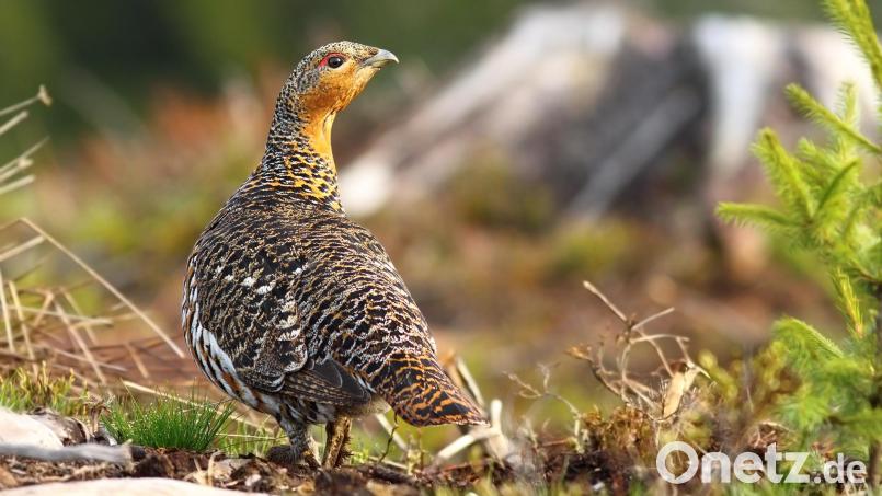 Die Erhebungsphase im Rahmen des bayernweiten Auerhuhn-Monitorings begann am 1. August. Bild: PantherMedia/taviphoto