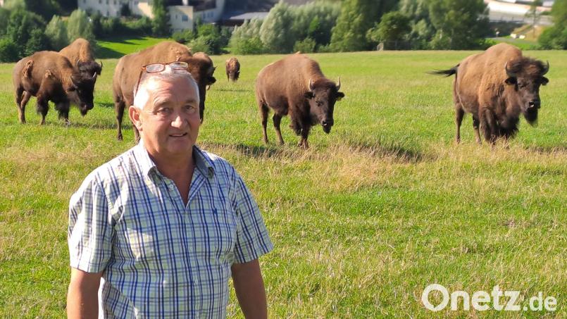 Hat seine Bison-Herde bei Bad Alexandersbad schon von 22 auf 13 Tiere dezimiert: Landwirt Martin Höpfel, der neben dem finanziellen Ruin auch strafrechtliche Folgen und lebenslange Gewissensbisse fürchtet. Bild: Brigitte Gschwendtner