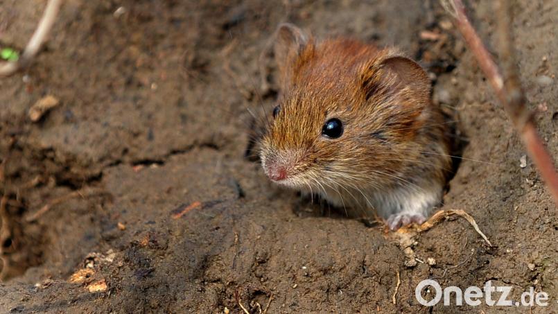 Ob kleine oder große Maus: Mausigsein darf jeder, findet Mutiara Sudarma. Symbolbild: Peter Steffen