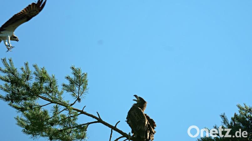Eine Szene, die der Fotograf plötzlich vor die Kamera bekam und zeitlebens nicht vergessen wird: Von links rauscht mit ausgebreiteten Schwingen der Fischadler heran und beginnt mit seinem Angriff auf den Seeadler. Der Jungvogel sitzt neben dem Horst auf einem Ast und stößt Schreie zur Gefahrenabwehr aus. Bild: Hans Heimler