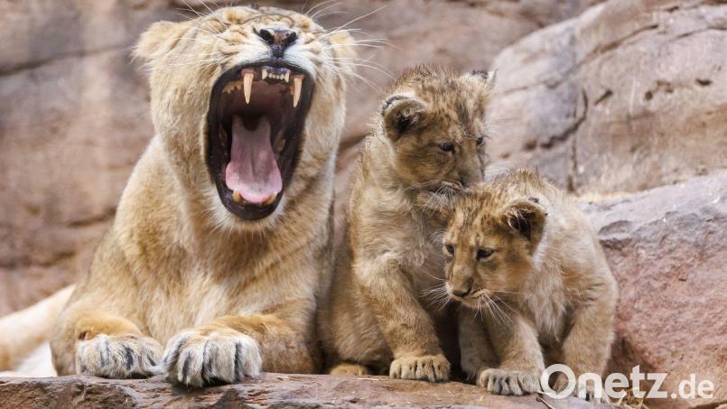 Im Nürnberger Tiergarten ist ein Löwen-Baby gestorben - vermutlich wurde es von der Mutter aufgefressen. Archivbild: Daniel Karmann/dpa