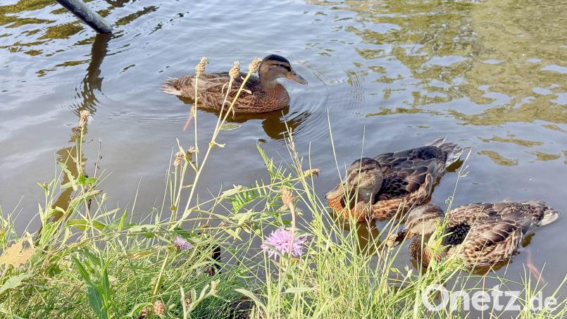 Rund um den Flutkanal in Weiden leben zahlreiche Stockenten. Laut Wolfgang Winter vom Landesbund für Vogel- und Naturschutz (LBV) Neustadt-Weiden finden sie dort genügend Nahrung. Bild: Gabi Schönberger