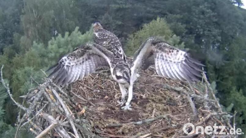 Die Eschenbacher Jungadler machen ihren ersten Flug. Bild: Martin Gottsche