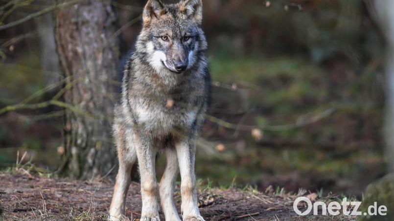 Das Bayerische Landesamt für Umwelt hat ein neues Wolfsgebiet im Fichtelgebirge ausgewiesen. Symbolbild: Patrick Pleul/dpa
