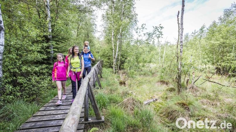 Auf dem Moorlehrpfad durch das Prackendorfer und Kulzer Moos gibt es einiges zu entdecken. Bild: Oberpfälzer Wald/Thomas Kujat