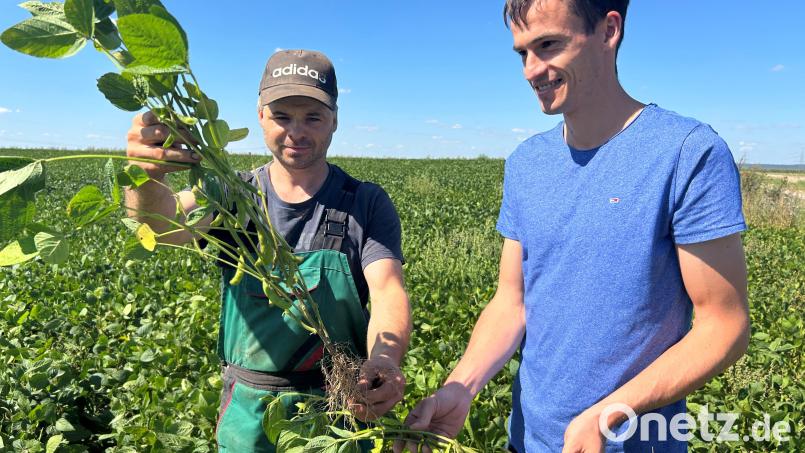 Landwirt Roland Bäumler (links) und Pflanzenbauberater Mathias Beutner begutachten auf dem Sojafeld die Entwicklung der Pflanzen. Ein goldener Oktober mit Wärme wäre vorteilhaft für eine gute Ernte. Bild: ck