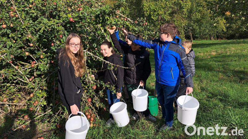 Ein Apfel-Sammelwettbewerb für Jugendgruppen findet am Samstag, 4. Oktober, statt. Bild: Silke Lohr