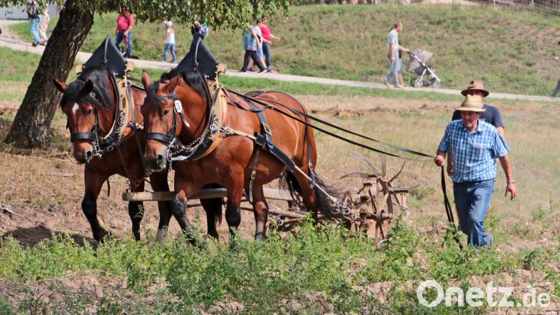 Am Sonntag, 7. September, findet im Freilandmuseum Oberpfalz wieder der Rosstag statt. Bild: Elisabeth Götz/exb