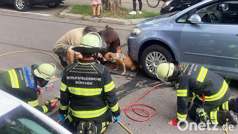 Mit einem Hebekissen holte die Feuerwehr Hündin Cookie unter dem Auto hervor. Bild: -/Berufsfeuerwehr München/dpa
