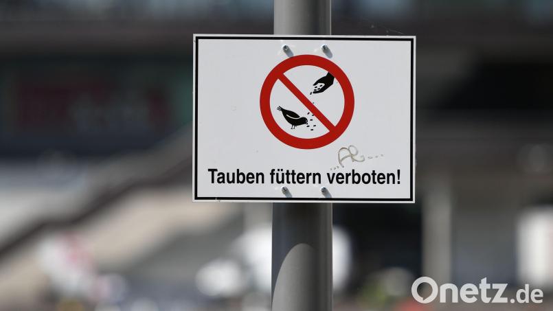 Wird es in Weiden bald ein Taubenfütterungsverbot geben? Wenn es nach der SPD-Stadtratsfraktion geht, lautet die Antwort: ja. Symbolbild: Soeren Stache/dpa