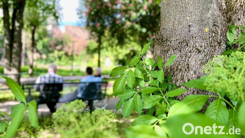 Die Grünen fordern die Stadt Weiden dazu auf, einen lokalen Hitzeschutzplan zu erstellen. Es braucht in der Innenstadt mehr Grünflächen, die für Schatten sorgen, heißt es unter anderem. Archivbild: Gabi Schönberger