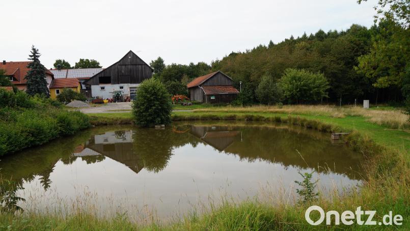 Der Dorfweiher in Pirk soll als erster Weiher im Stadtgebiet ökologisch umgestaltet werden. Bild: wel
