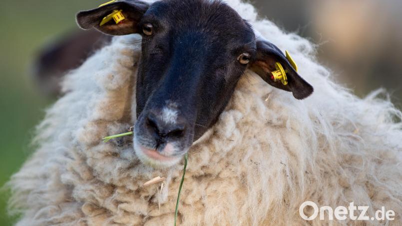 Alles rund ums Schaf bietet das Schaffest am 21. September in Brand Symbolbild: Monika Skolimowska/dpa