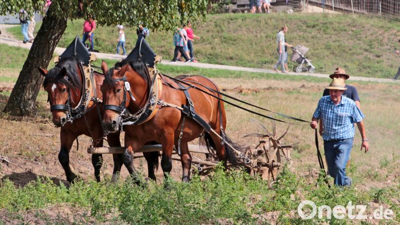 Am Sonntag, 7. September, ab 13 Uhr führen die Museumslandwirte und -landwirtinnen mit den beiden Kaltblütern Leo und Fonse die Bandbreite der starken Pferde vor. Bild: Elisabeth Götz/Freilandmuseum Oberpfalz/exb