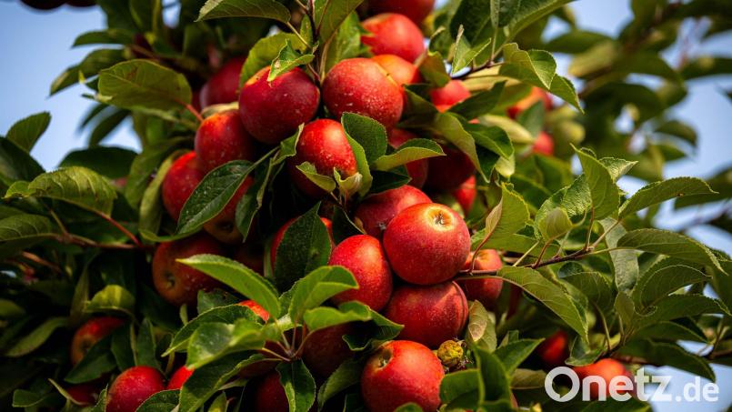 Dicht an dicht hängen Äpfel an diesem Baum: Heuer ist eine reiche Obsternte zu erwarten. Bild: Sina Schuldt/dpa