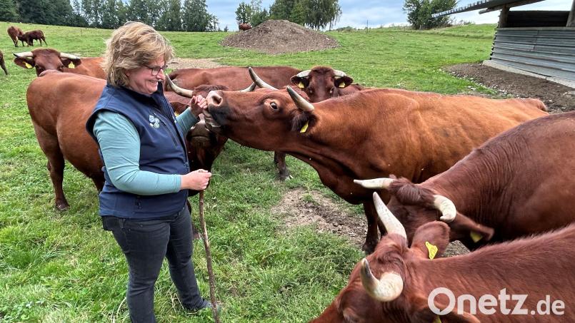Erika Sauer hält ihre Rinder der Rasse Rotes Höhenvieh auf fünf verschiedenen Weiden. Die Vorsitzende des Fleischrinderverbands Bayern ist der Meinung, dass die Diskussion um die Klimaschädlichkeit der Tierhaltung differenzierter geführt werden sollte. Bild: ck