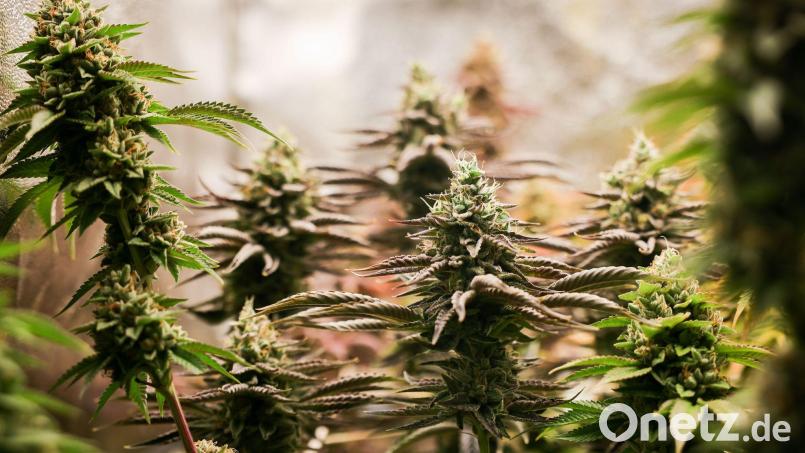 Nach einem Brand im schwäbischen Friedberg ermittelt die Polizei gegen einen 39-Jährigen wegen Verstößen gegen das Cannabisgesetz. (Symbolbild) Bild: Christian Charisius/dpa