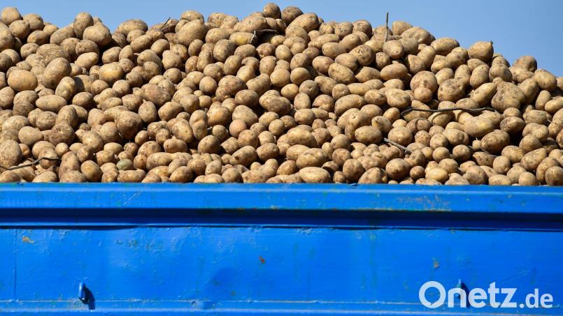 Rund Sechs Tonnen Kartoffeln verlor der Landwirt auf der B2. (Symbolbild) Bild: picture alliance / ZB