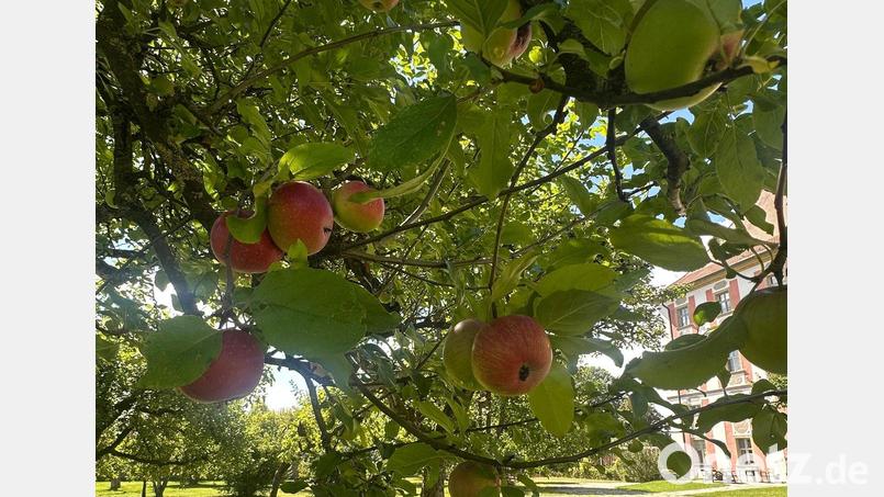 Der Apfel steht im Mittelpunkt der Aktionen am Tag des offenen Denkmals im Kloster Speinshart. Bild: Kloster Speinshart/exb