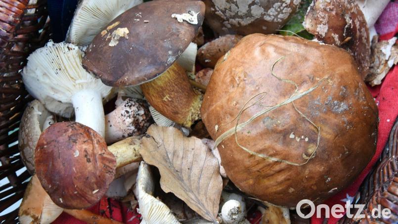 Auch fast 40 Jahre nach dem Reaktorunfall von Tschernobyl sind manche Wildpilze noch radioaktiv belastet. (Symbolbild) Bild: Waltraud Grubitzsch/dpa-Zentralbild/dpa