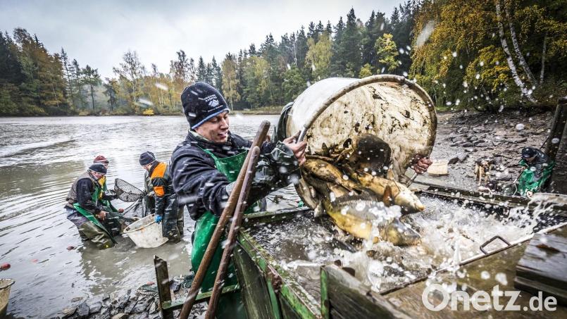 In der Oberpfalz beginnt in diesen Tagen die neue Karpfen-Saison. Im Landkreis Tirschenreuth ist das Abfischen durch die &quot;Erlebniswochen Fisch&quot; immer ein großes Ereignis. Archivbild: obx-news/Tourismusverband Ostbayern