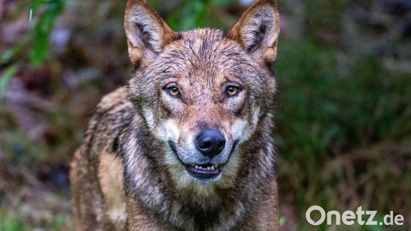 In den Koalitionsstreit um den Wolf kommt Bewegung. (Symbolbild) Bild: Armin Weigel/dpa